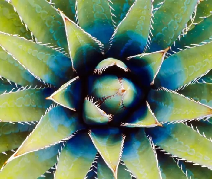 Framed Print : Basal Rosette (Agave kaibabensis) Horseshoe Mesa, Grand Canyon National Park, Arizona Framed Print : Basal Rosette (Agave kaibabensis) Horseshoe Mesa, Grand Canyon National Park, Arizona
