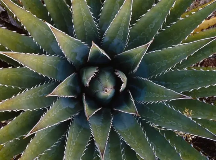 Framed Print : Basal rosette of Kaibab century-plant, Agave kaibabensis, Horseshoe Mesa, Grand Canyon National Park, Arizona Framed Print : Basal rosette of Kaibab century-plant, Agave kaibabensis, Horseshoe Mesa, Grand Canyon National Park, Arizona