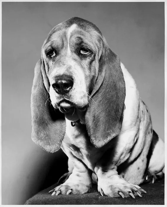 Framed Print : Basset Hound Framed Print : Basset Hound