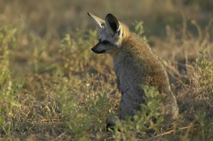Framed Print : Bat-Eared Fox (Otocyon meaglotis) in veld in early morning Framed Print : Bat-Eared Fox (Otocyon meaglotis) in veld in early morning