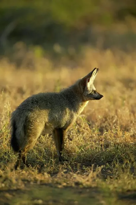 Framed Print : Bat-Eared Fox (Otocyon meaglotis) in veld in early morning Framed Print : Bat-Eared Fox (Otocyon meaglotis) in veld in early morning