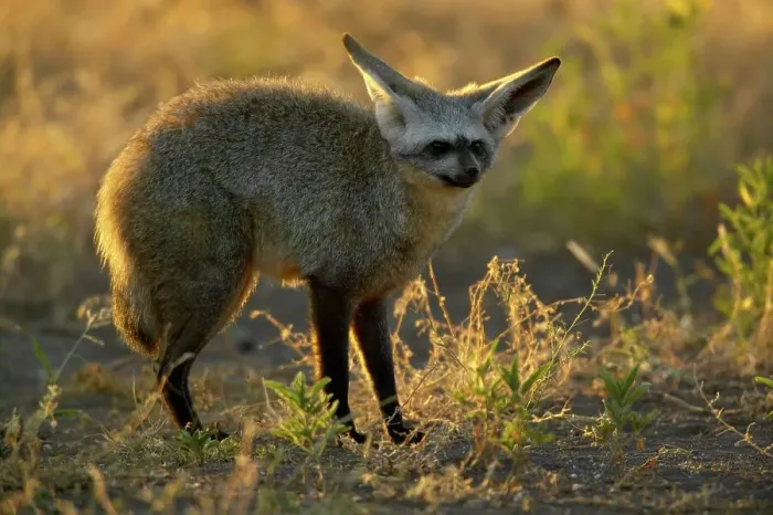 Framed Print : Bat-Eared Fox (Otocyon meaglotis) in veld in early morning Framed Print : Bat-Eared Fox (Otocyon meaglotis) in veld in early morning