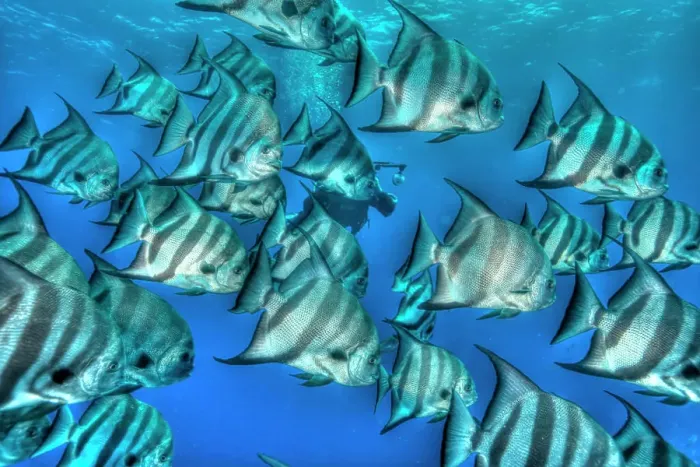 Framed Print : Bat fish in HDR, shot in the Turks and Caicos Islands, West Indies, Central America Framed Print : Bat fish in HDR, shot in the Turks and Caicos Islands, West Indies, Central America