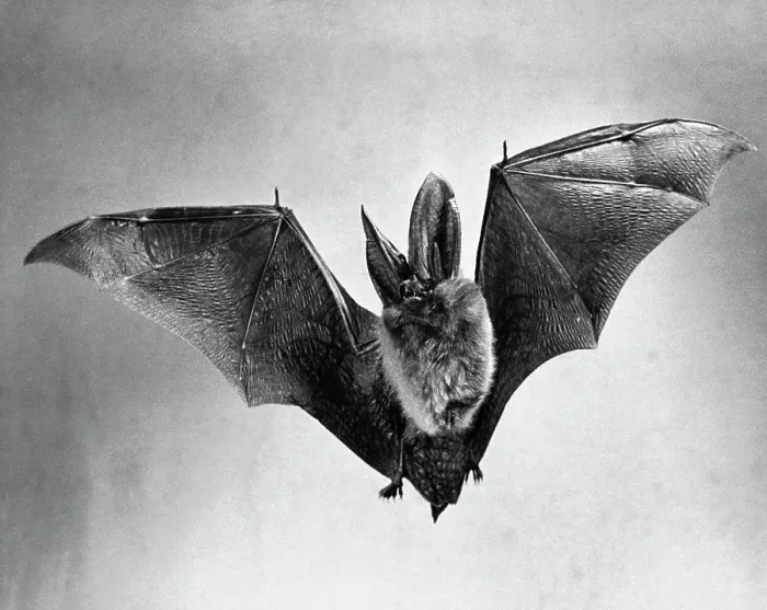 Framed Print : Bat flying with wings spread
