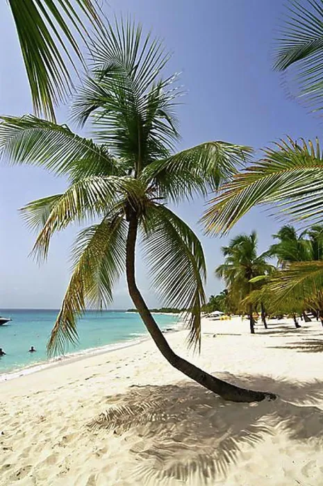 Framed Print : Beach, palm trees, Catalina Island, Dominican Republic, Caribbean, Americas, Central America Framed Print : Beach, palm trees, Catalina Island, Dominican Republic, Caribbean, Americas, Central America