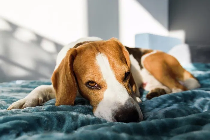 Framed Print : Beagle dog sleeping at bed in bright interior. Pet at home concept Framed Print : Beagle dog sleeping at bed in bright interior. Pet at home concept
