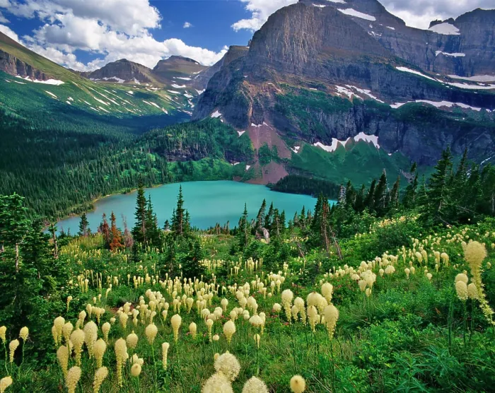 Framed Print : Beargrass above Grinnell Lake in the Many Glacier Valley of Glacier National Park in Montana Framed Print : Beargrass above Grinnell Lake in the Many Glacier Valley of Glacier National Park in Montana