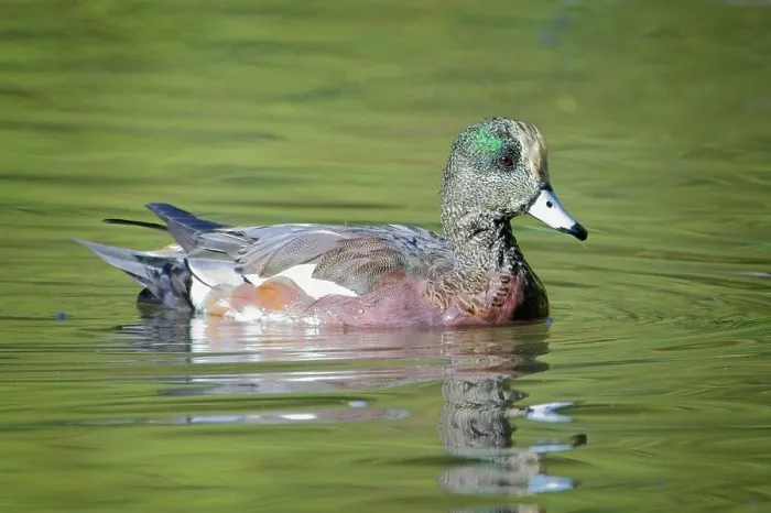 Framed Print : A beautiful American wigeon swims in calm pond water in Spokane, Washington Framed Print : A beautiful American wigeon swims in calm pond water in Spokane, Washington