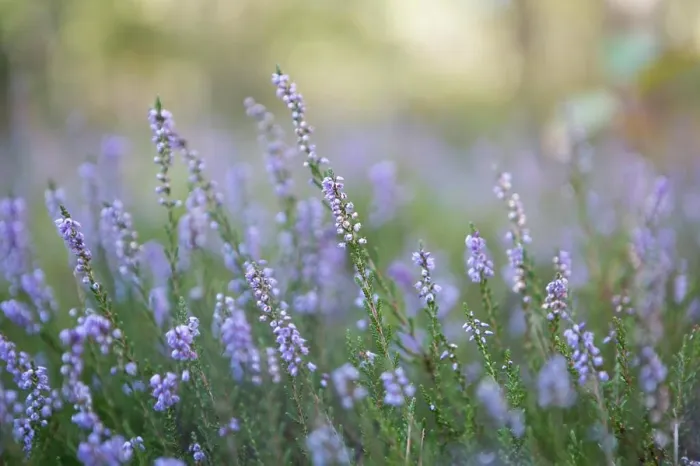 Framed Print : Beautiful blooming heather flowers in sunlight close up