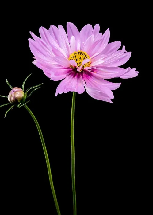Framed Print : Beautiful Blooming pink Cosmos flower isolated on a black background. Flower heads close-up Framed Print : Beautiful Blooming pink Cosmos flower isolated on a black background. Flower heads close-up