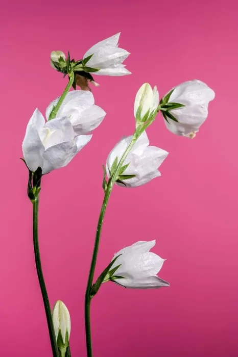 Framed Print : Beautiful Blooming white bellflower or campanula on a pink background. Flower head close-up