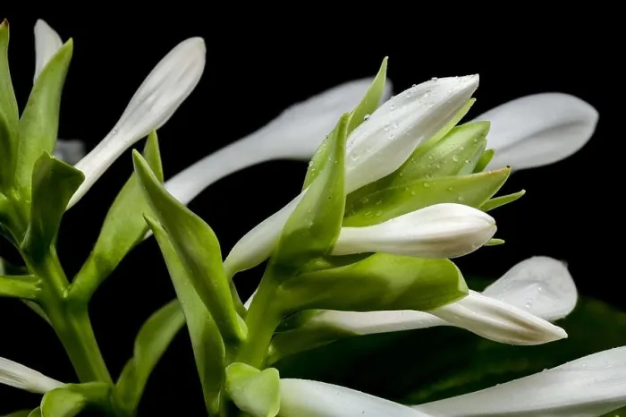 Framed Print : Beautiful Blooming white hosta or plantain lily flower isolated on a black background. Flower heads close-up Framed Print : Beautiful Blooming white hosta or plantain lily flower isolated on a black background. Flower heads close-up
