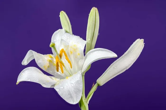 Framed Print : Beautiful Blooming white lily flower on a blue background. Flower head close-up Framed Print : Beautiful Blooming white lily flower on a blue background. Flower head close-up
