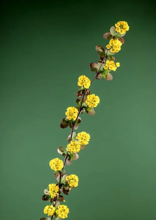 Framed Print : Beautiful Blooming yellow barberry on a green background. Flower head close-up