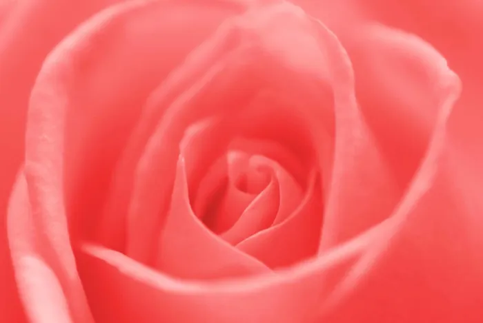 Framed Print : beautiful flower rose. Close-up beautiful flower rose. Close-up Copyright: xZoonar.com / SerhiixPavlovx 1276381 Framed Print : beautiful flower rose. Close-up beautiful flower rose. Close-up Copyright: xZoonar.com / SerhiixPavlovx 1276381