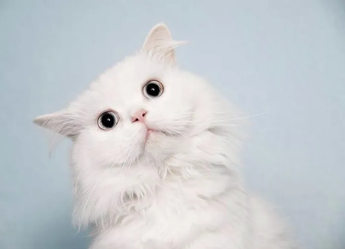 Framed Print : Beautiful fluffy white cat with alert expression Framed Print : Beautiful fluffy white cat with alert expression