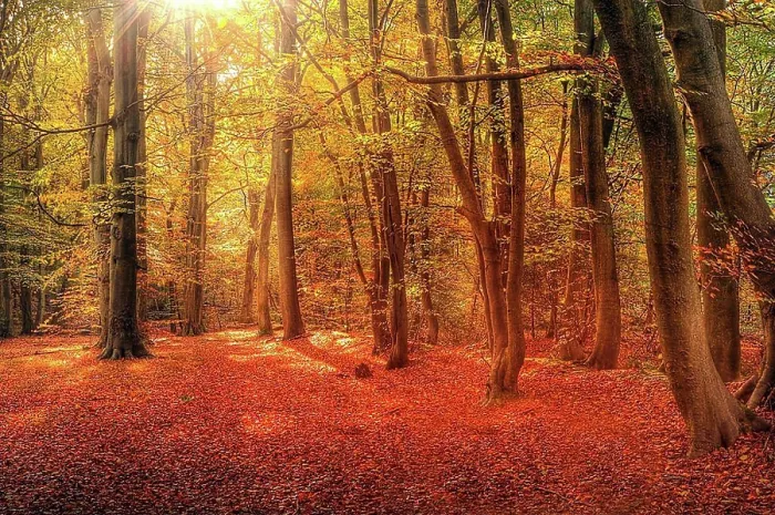 Framed Print : Beautiful landscape image of forest covered in Autumn Fall color contrasting green and orange, brown and gold