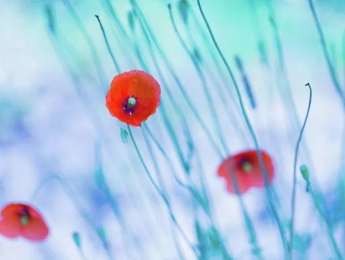 Framed Print : Beautiful poppy flowers with blue mood Framed Print : Beautiful poppy flowers with blue mood