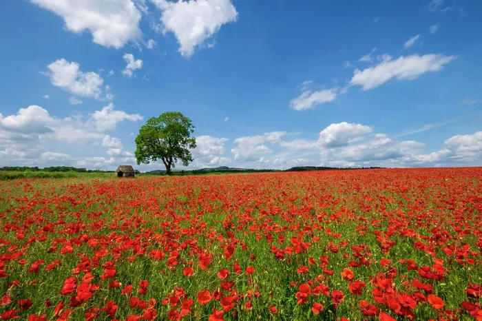 Framed Print : Beautiful red and white poppies in the Derbyshire countryside, Baslow, Derbyshire, England, United Kingdom, Europe Framed Print : Beautiful red and white poppies in the Derbyshire countryside, Baslow, Derbyshire, England, United Kingdom, Europe