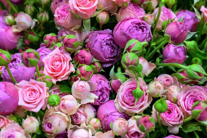 Framed Print : Beautiful roses background. Floral abstract background for wedding and engagement Framed Print : Beautiful roses background. Floral abstract background for wedding and engagement
