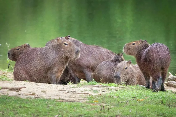 Framed Print : Beautiful view to group of capybaras (big rodent) on green rainforest