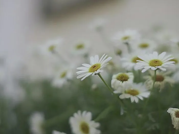 Framed Print : Beautiful white daisy flowers close-up Framed Print : Beautiful white daisy flowers close-up