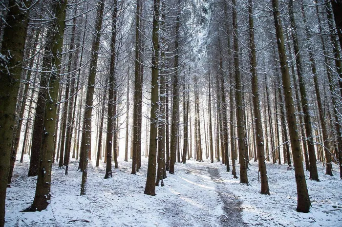 Framed Print : beautiful winter landscape snow covered pine forest