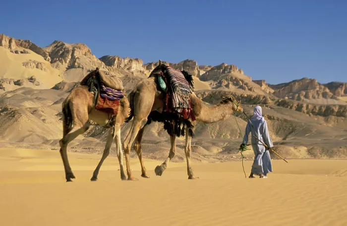 Framed Print : Bedouin guide leads a camel caravan through the dunes of the sand sea, EGYPT Framed Print : Bedouin guide leads a camel caravan through the dunes of the sand sea, EGYPT
