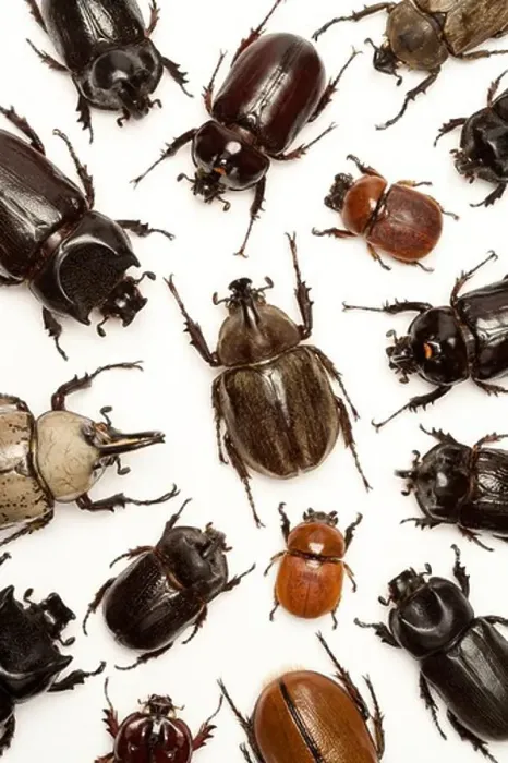 Framed Print : Beetle, Insect, Coleoptera Framed Print : Beetle, Insect, Coleoptera