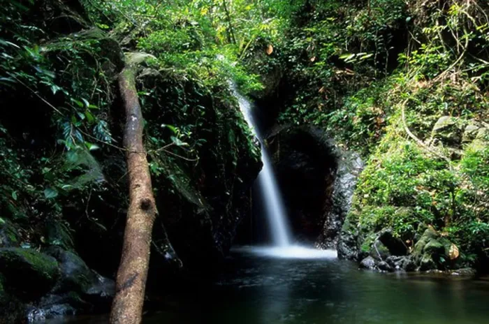 Framed Print : BELIZE, NEAR DANGRIGA, COCKSCOMB BASIN WILDLIFE SANCTUARY, RAINFOREST, WATERFALL