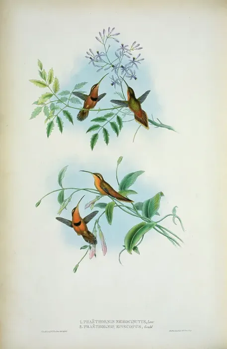 Framed Print : Belted Hermit (Phaethornis Nigricinctus) And Bishop Hermit (Phaethornis Episcopus) 1861 John Gould (1804-1881 British) Framed Print : Belted Hermit (Phaethornis Nigricinctus) And Bishop Hermit (Phaethornis Episcopus) 1861 John Gould (1804-1881 British)