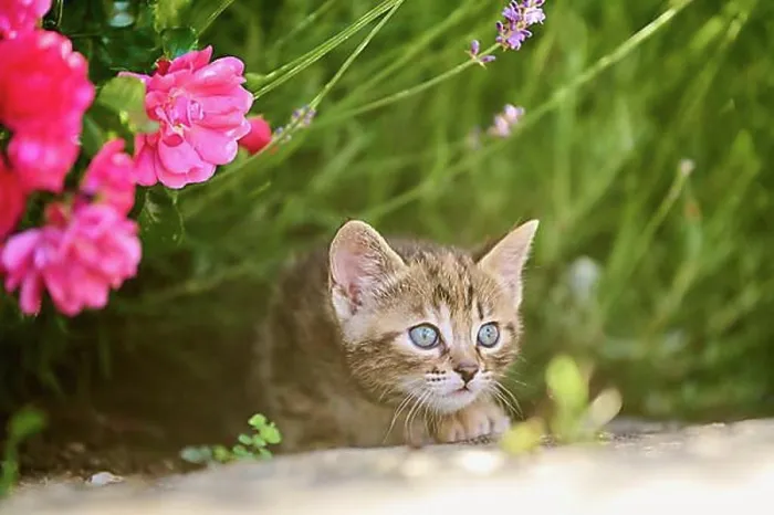 Framed Print : Bengal cat, domestic cat, kitten playing in a flower bed, Bavaria, Germany, Europe Framed Print : Bengal cat, domestic cat, kitten playing in a flower bed, Bavaria, Germany, Europe