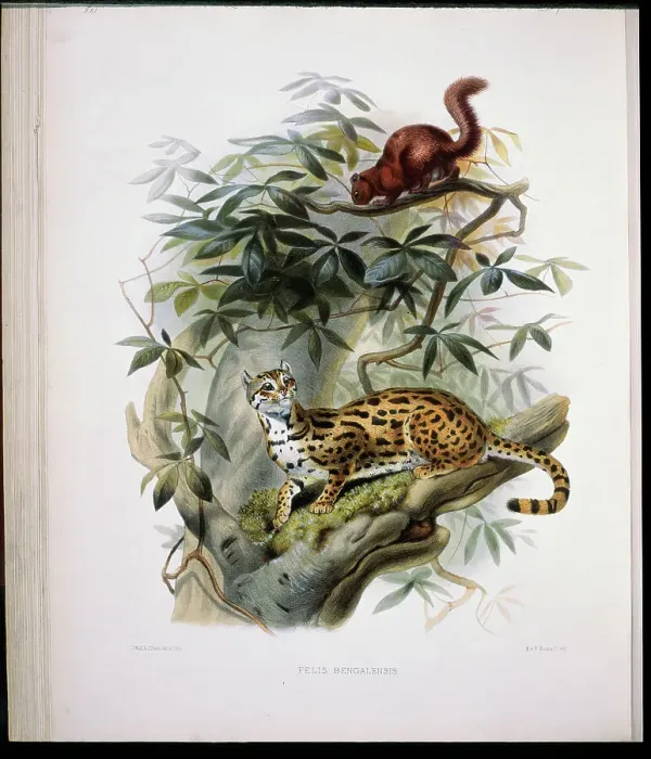 Framed Print : Bengal Leopard Cat (Felis Bengalensis) 1883 Daniel Giraud Elliot (1835-1915 American)