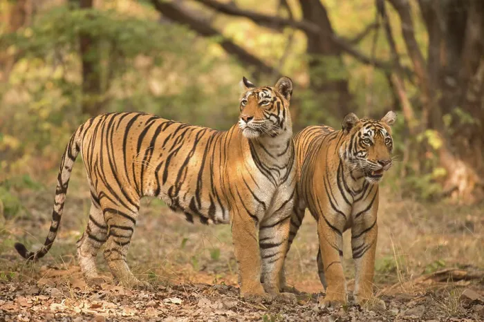 Framed Print : Bengal tiger in Ranthambhore national park, rajasthan, India, Asia Copyright: xAdityaxSingh / DinodiaxPhotox Framed Print : Bengal tiger in Ranthambhore national park, rajasthan, India, Asia Copyright: xAdityaxSingh / DinodiaxPhotox
