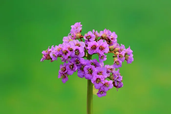 Framed Print : Bergenia, elephant-eared saxifrage, ¬elephant's ears, (Bergenia cordifolia), blooming, Ellerstadt, Germany, Europe Framed Print : Bergenia, elephant-eared saxifrage, ¬elephant's ears, (Bergenia cordifolia), blooming, Ellerstadt, Germany, Europe