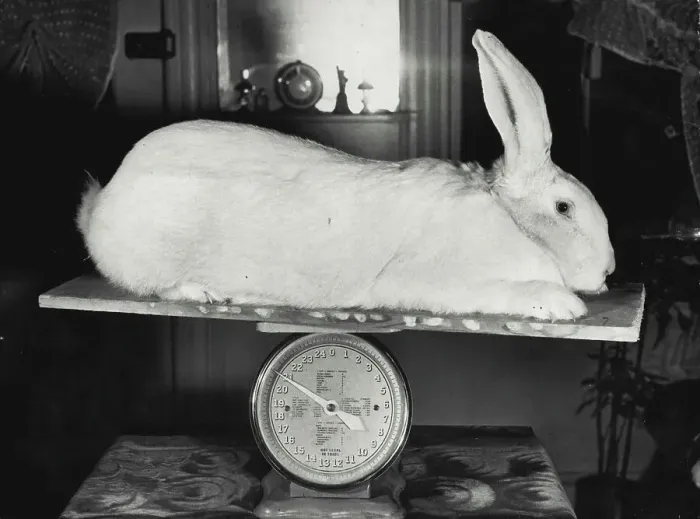 Framed Print : Big Boy... Avalanche, champion White Flemish Giant, tips the scale at 21 pounds. Pelt of the Flemish Giant is luxurious and is seven times as warm as sheep's wool in proportion to weight Framed Print : Big Boy... Avalanche, champion White Flemish Giant, tips the scale at 21 pounds. Pelt of the Flemish Giant is luxurious and is seven times as warm as sheep's wool in proportion to weight