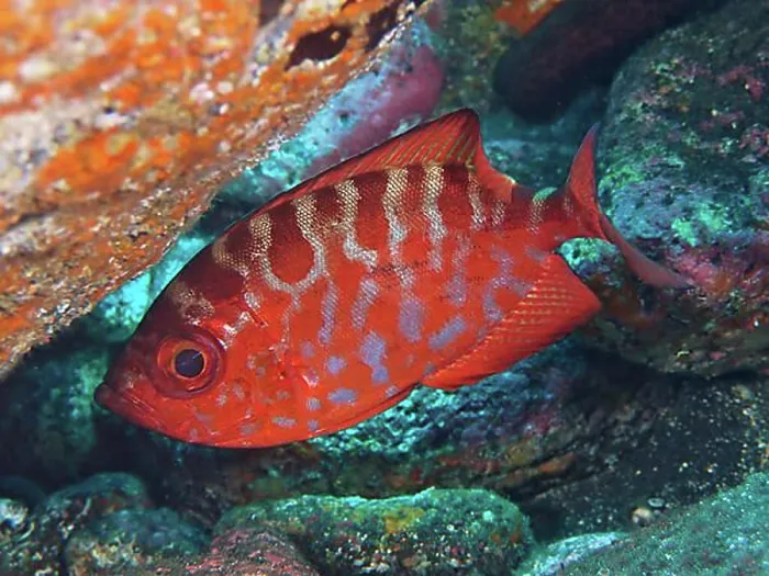 Framed Print : Bigeye glasseye snapper (Heteropriacanthus cruentatus)
