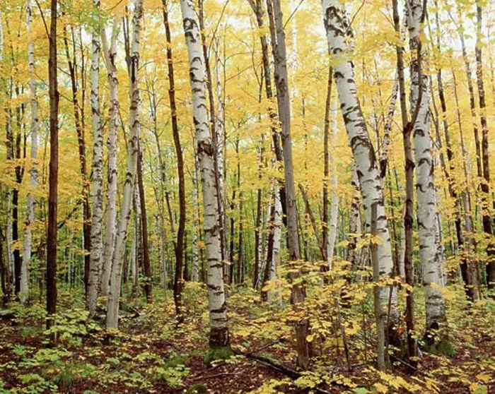 Framed Print : Birch Forest, Algonquin Provincial Park, Ontario, Canada Framed Print : Birch Forest, Algonquin Provincial Park, Ontario, Canada