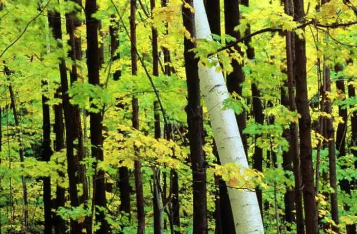 Framed Print : Birch tree among maples