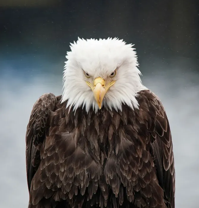 Framed Print : Bird Eagle - Bird Bald Eagle Bird Of Prey Animal Wildlife Framed Print : Bird Eagle - Bird Bald Eagle Bird Of Prey Animal Wildlife