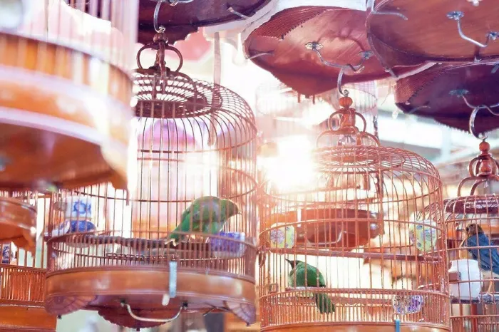 Framed Print : Birds in copper birdcages, Hong Kong, China, East Asia Framed Print : Birds in copper birdcages, Hong Kong, China, East Asia