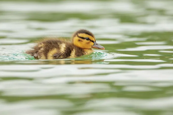 Framed Print : Birds, Nature 2024 06 10, Si, Bled Duckling on a lake Framed Print : Birds, Nature 2024 06 10, Si, Bled Duckling on a lake