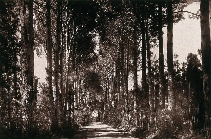 Framed Print : Bishop's Court, South Africa: an avenue. Woodburytype, 1888, after a photograph by Robert Harris Framed Print : Bishop's Court, South Africa: an avenue. Woodburytype, 1888, after a photograph by Robert Harris