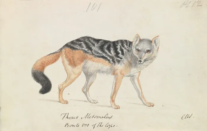 Framed Print : Black-backed Jackal Charles Hamilton Smith 1776-1859 Framed Print : Black-backed Jackal Charles Hamilton Smith 1776-1859