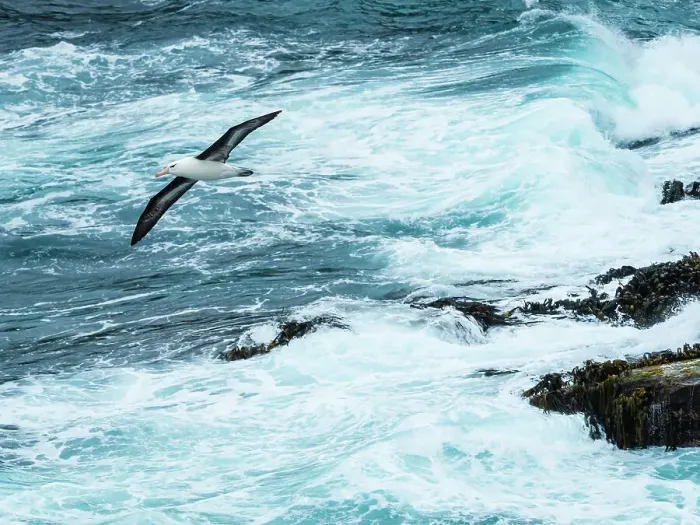 Framed Print : Black-browed Albatross Climate Change Falkland Islands Framed Print : Black-browed Albatross Climate Change Falkland Islands