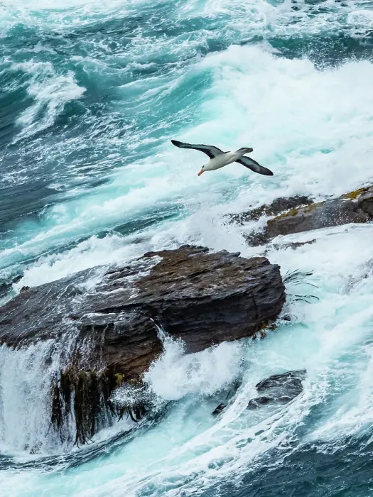 Framed Print : Black-browed Albatross Climate Change Falkland Islands Framed Print : Black-browed Albatross Climate Change Falkland Islands