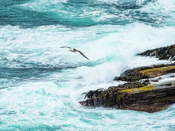 Framed Print : Black-browed Albatross Climate Change Falkland Islands Framed Print : Black-browed Albatross Climate Change Falkland Islands