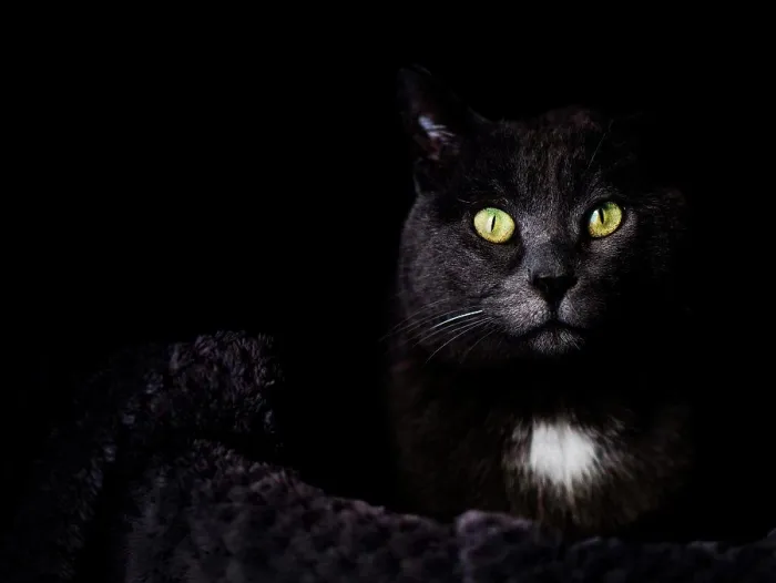 Framed Print : Black cat with green eyes looking at camera Framed Print : Black cat with green eyes looking at camera