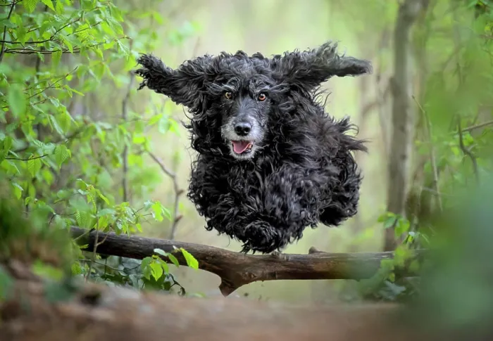 Framed Print : Black Cocker Spaniel dog running and jumping over a stick in the woods, Italy, Europe