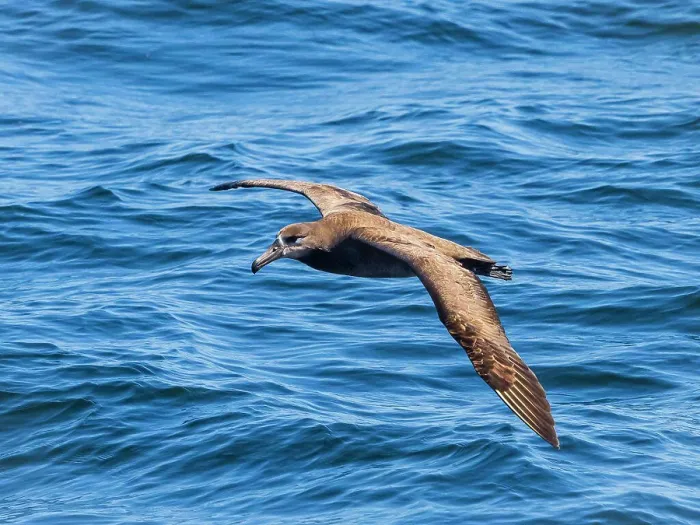 Framed Print : Black-footed Albatross (Phoebastria nigripes) in Monterey Bay, California Framed Print : Black-footed Albatross (Phoebastria nigripes) in Monterey Bay, California